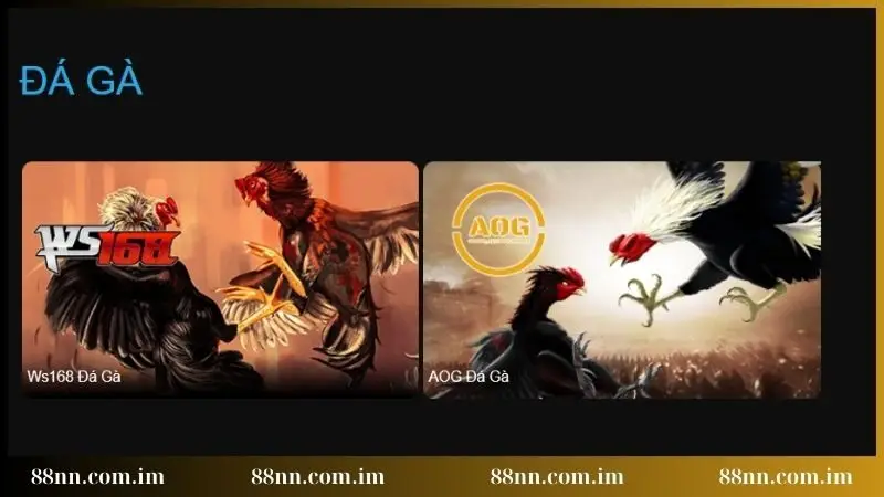 Đá gà 88NN trải nghiệm hấp dẫn Đá gà 88NN trải nghiệm hấp dẫn